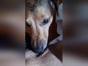 Dog devours mistress's cat