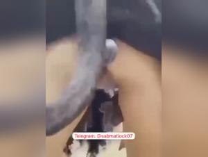 Savage Dog Sex, Wild Mate