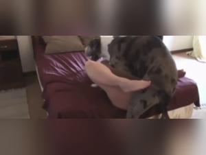 Bestiality sex videos: Women and dogs in hard scenes