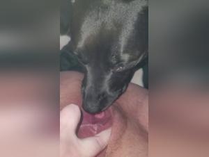 dog cums in woman