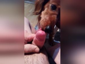 POV blowjob with a dog loving small penises