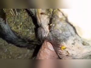 Exploring the Taboo: Animal Sex Unveiled