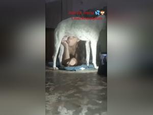 Aprender a chupar con tu perro