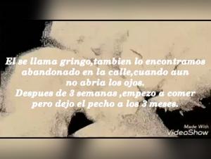 Zoophilia video with a kitten