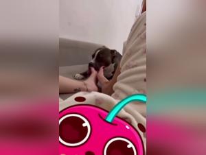 zoophilia videos for adults