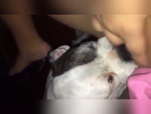 Zoophilia video: female dog and woman in an intense scene