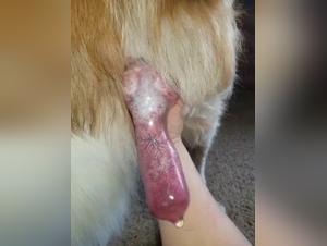 nudos salvajes perro sexo extremo