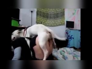 Intense Relationship with a Dog