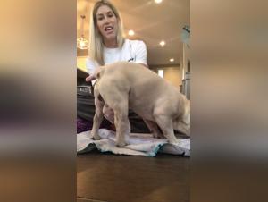 french bulldog zoofilia tube