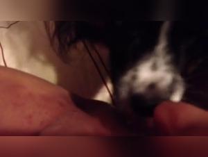 Sex with Dog Video - Extreme Zoophilia