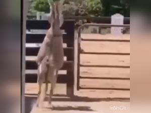 forbidden fantasies explored