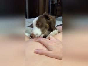 Bestiality Sex Videos with Young Girls and Dogs