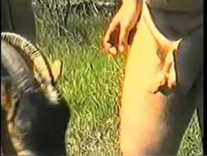 Goat and man in shocking sex scene