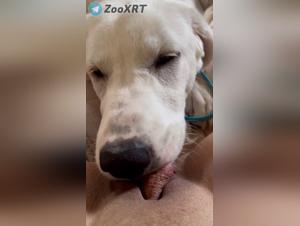 la salope baisée par son chien fougueux
