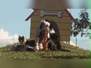 Bestiality sex video: she really wants it?