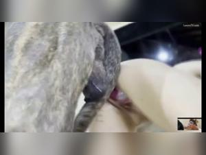 dog fucked wild creampie orgasm