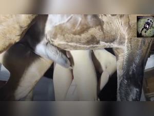 Pushing Boundaries: Ticzoo and Forbidden Desire