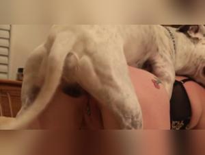 Ma femme défonce chien, sexe hardcore