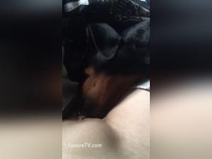 Harley Quinn: A Beastly Adventure - An Exciting and Extreme Experience