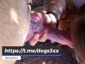 Fille Baise Chien Intense
