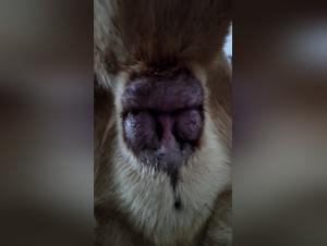 Zoophilia video with a Naples Mastiff: Animal ecstasy