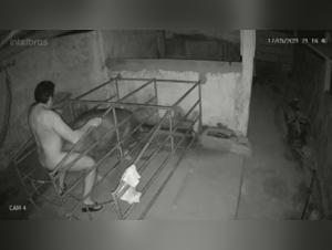 IP Cam: Bitch Fucked by Dog LIVE
