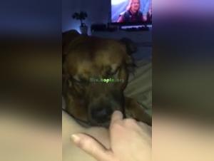 Bestiality sex scene with a dog