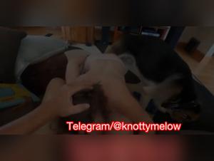 Girl Lets Herself Be Fucked by Dog