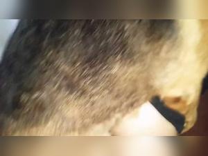 Czech Woman and Her Love for Dogs