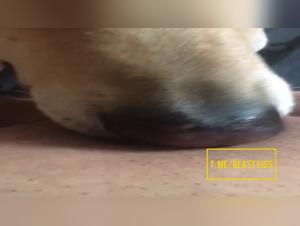 Hunde-Licking - Frau wird beklatscht