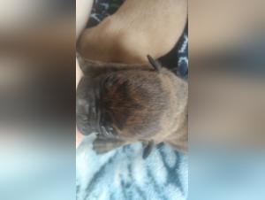 Hungry dogs fulfill their bestial desires