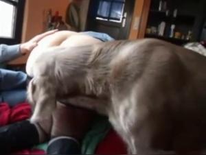Mommy baise avec hubby et son chien femefun horse dick