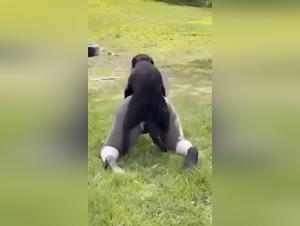 animal seks: big ass bitch fucks dog raw