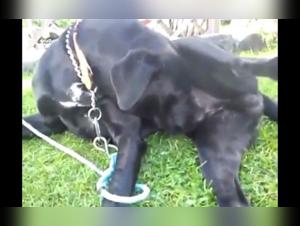 Girl Dog Sex Extreme