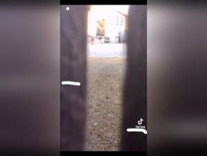 Sex with a Dog Video: A Story of Peeping