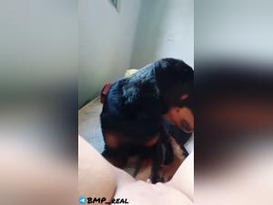 Hund zerfetzt, ohne Pardon