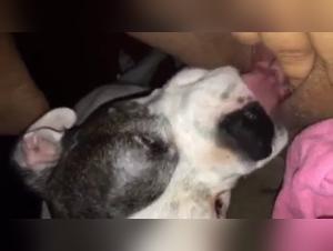 Sex video with a dog: an intense bestial experience