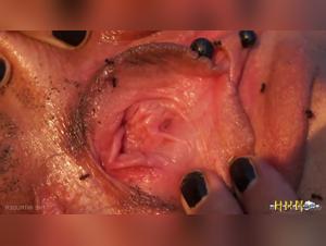 understanding controversial animal sex