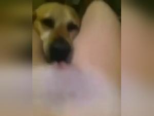 Perro Lamiendo Putas