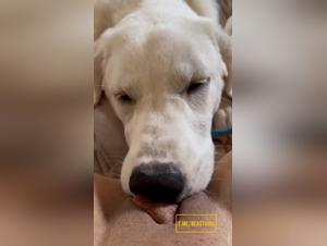 Pussy licking chien extreme