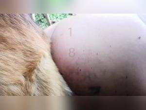 The fuck that woman had with her dog in a tick zoo