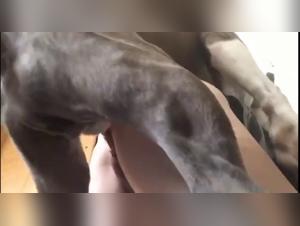 Bestiality with a pitbull: a woman shares her bed with a dog