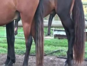 Videos of Bestiality with Horses - Explore the Limits of the Extreme