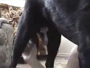 Forbidden Meeting: Woman and Dog