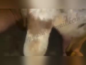Vidéo de sexe bestialité : Amour canin extrême