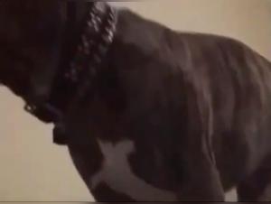 Amateur woman and her dog in shocking bestiality scene