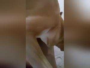 amantes del bestiario: latina y su perro salvaje