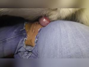 Housewife and dog: a beastly encounter