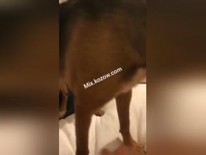 L'amour interdit: la passionnee rencontre de la femme et son chien