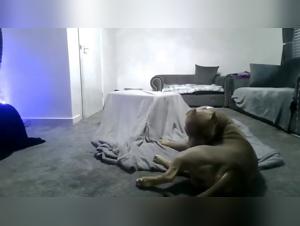 Luxuretv : TikTok Bestialité - Salope ensorcelle son Pit Bull, vidéo hardcore